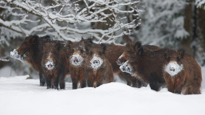 chasse au sanglier