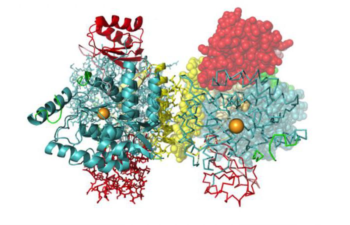 Le rôle biologique du phosphore et de l'azote dans le corps