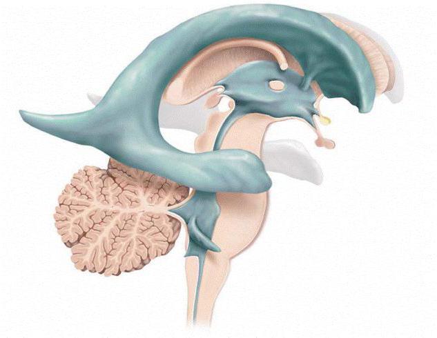 Ventricule latéral: anatomie, fonction