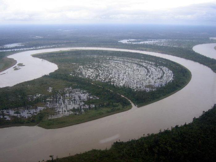 forêt dans la plaine inondable de la rivière