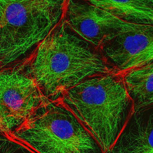 Structure et fonction de l'hyaloplasme