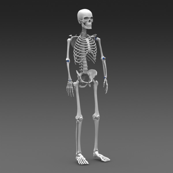 classification des fractures osseuses