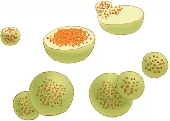 structure de lysosome et table de fonction