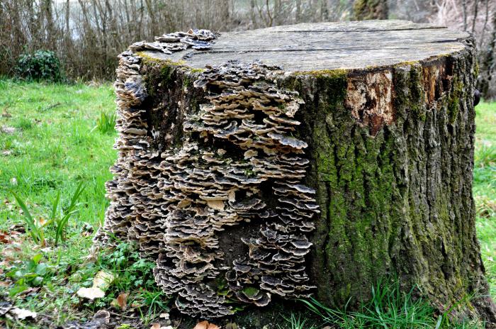 Signes qui rapprochent les champignons des animaux. Matériel pour la leçon