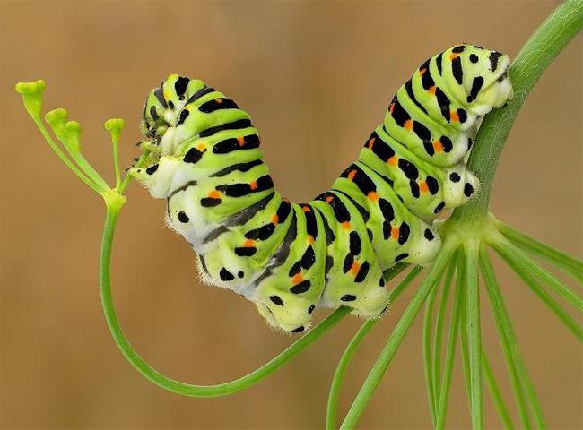 Le rôle de la nature des insectes, leur importance pratique pour les humains