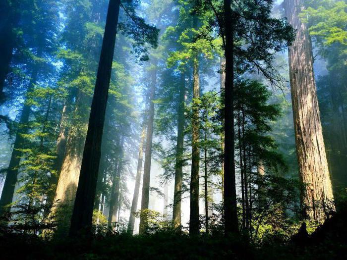 essai sur le thème d'une randonnée dans la forêt d'automne