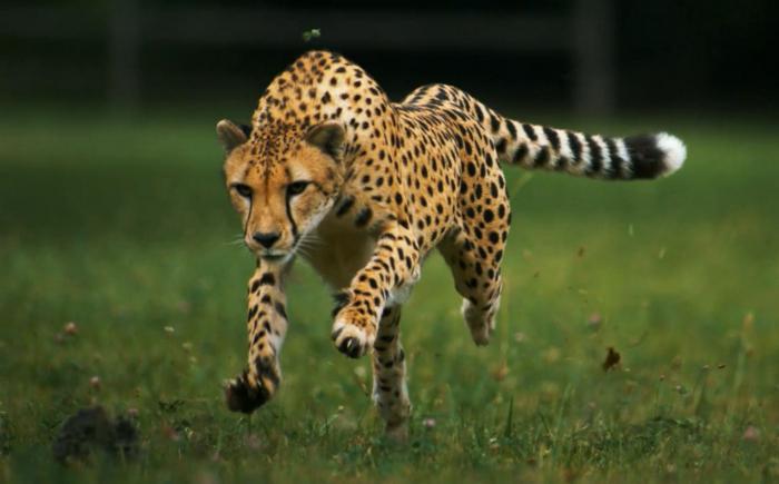 Méthodes de déplacement des animaux. Matériel pour la leçon