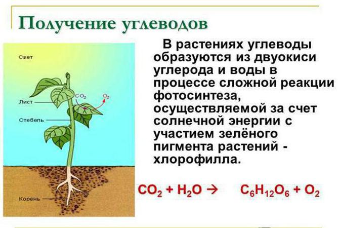 hydrates de carbone de réserve dans les cellules végétales
