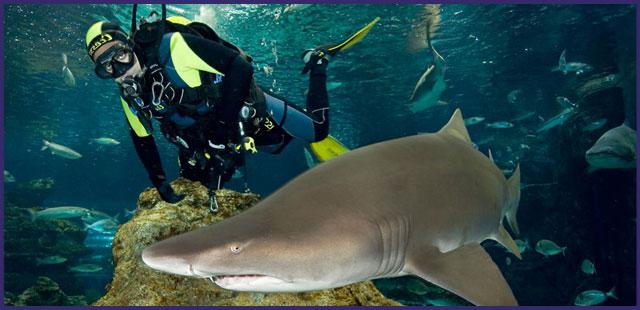 Barcelone, aquarium - un voyage dans le monde sous-marin