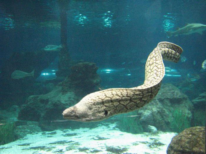 à l'océanarium de Barcelone