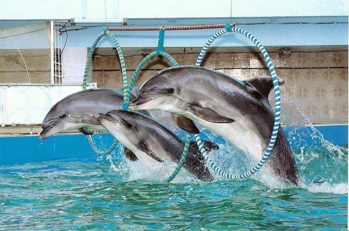 Evpatoria Dolphinarium: programme de présentations, photos et commentaires