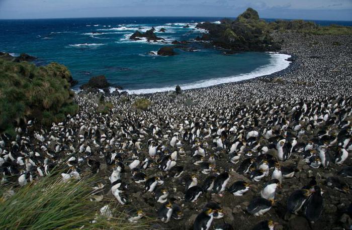 Macquarie est une île dans l'océan Pacifique. Description, climat, photo