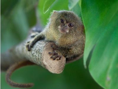 Plusieurs raisons de visiter le zoo sur l'autoroute de Kaluzhskoe