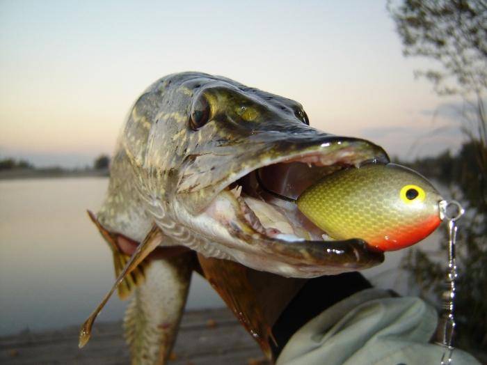 Pêche au brochet