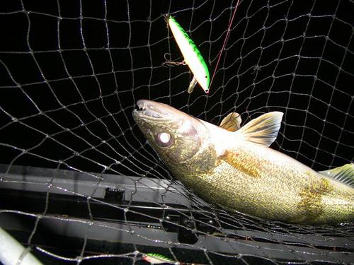 Pêche à la perche et autres équipements