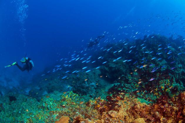 Le meilleur appareil respiratoire sous l'eau. Aqualung pour respirer sous l'eau