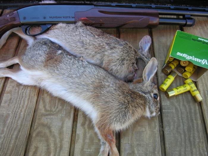 chasse au lièvre en automne