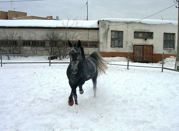 ramensky course de chevaux