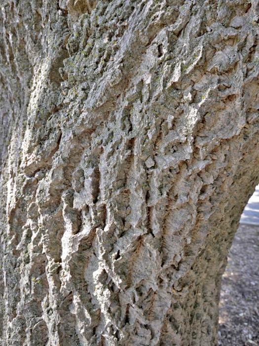 Velours de l'Amour. Les propriétés curatives de l'arbre de guérison