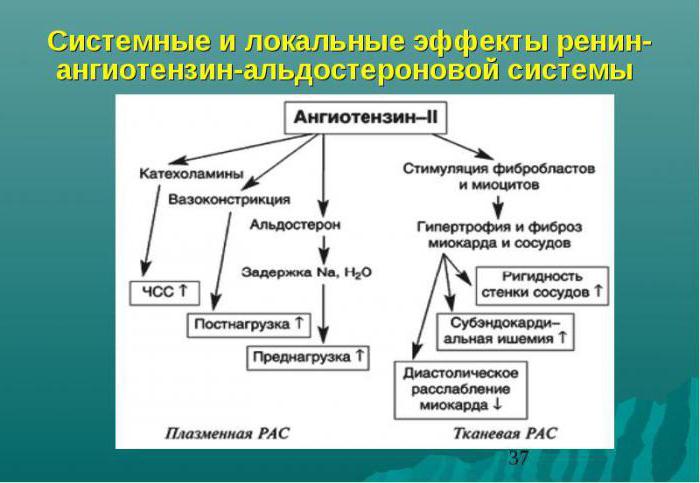 rénine agiotensine aldostérone système physiologie