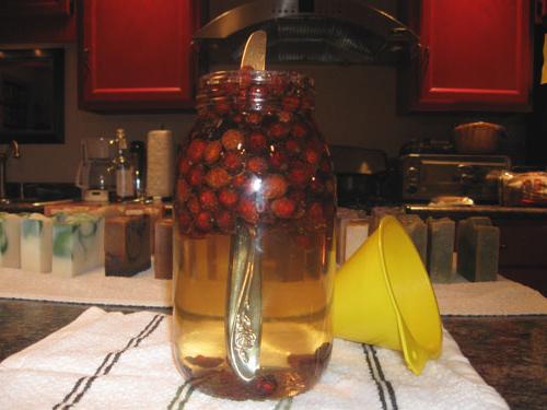 Infusions de rose musquée