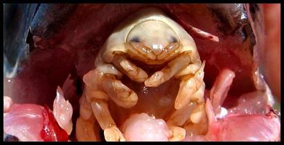 cymothoa exigua parasite