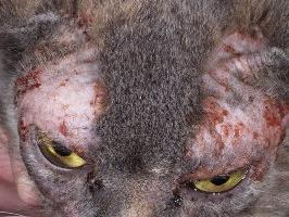 Démodécose chez un chat: formes et symptômes d'infection