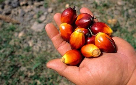 Quelle est l'utilisation de l'huile de palme dans les aliments pour bébés?