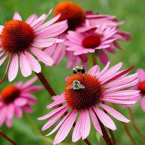 Echinacea. Fleurs