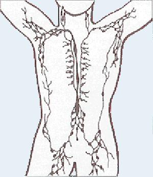 où il y a des ganglions lymphatiques