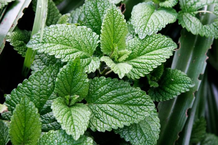 quelles herbes pour traiter le foie