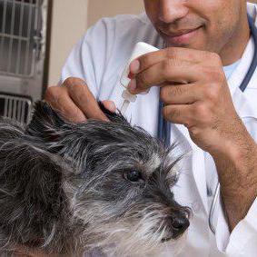 Quelles gouttes pour les oreilles canines sont utilisées pour l'otite et d'autres maladies