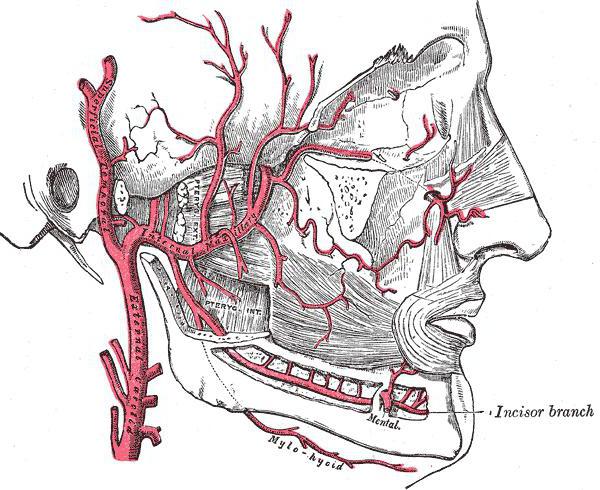 Le ligament mandibulaire. Muscle ptérygoïdien latéral