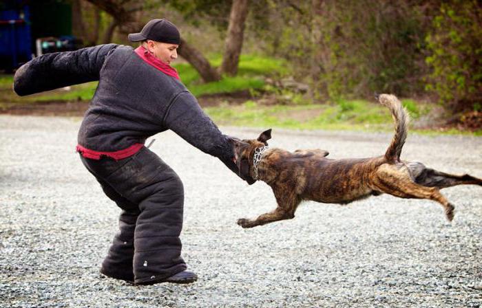 Premiers soins avec une morsure de chien: que dois-je faire?