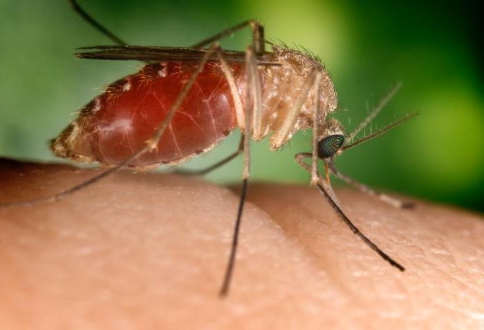 pourquoi les piqûres de moustiques démangent