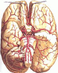 Le médicament "Cerebrolysin". Indications d'utilisation