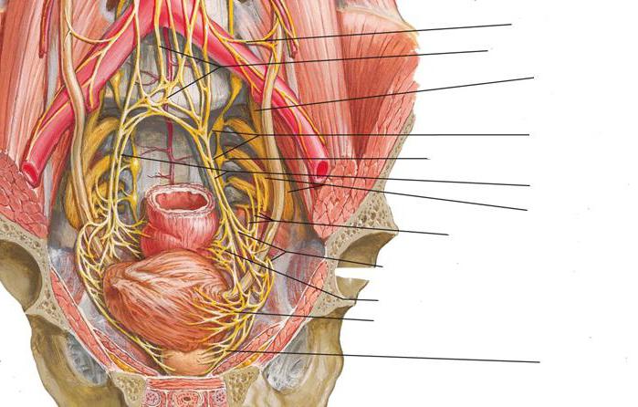 anatomie sympathique