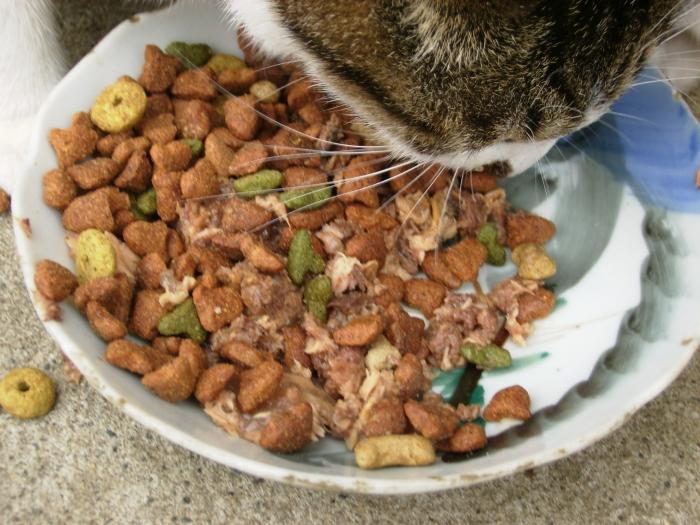 Vitamines pour un chat: une carence et une surabondance